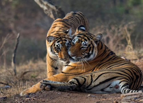 Jaipur – Ranthambore Weekend Tour