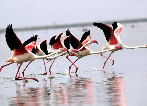 Gujarat Bird Sanctuary Tour