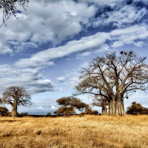 A beautiful shot of a tree in the savanna plains with the blue sky in the background