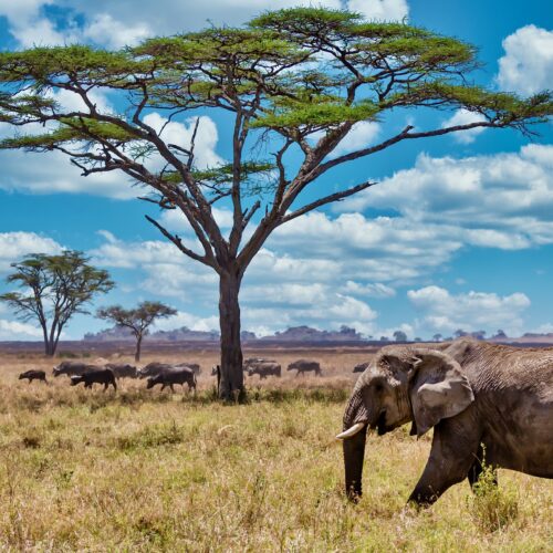 A closeup shot of a cute elephant walking on the dry grass in the wilderness