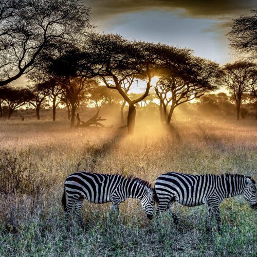 A field covered in the grass and trees surrounded by zebras under the sunlight during the sunset