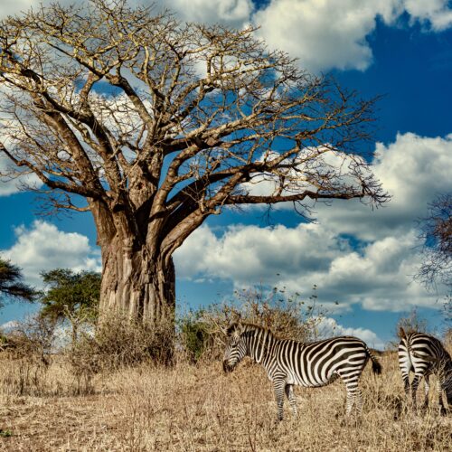 A field covered in greenery surrounded by zebras under the sunlight and a blue sky