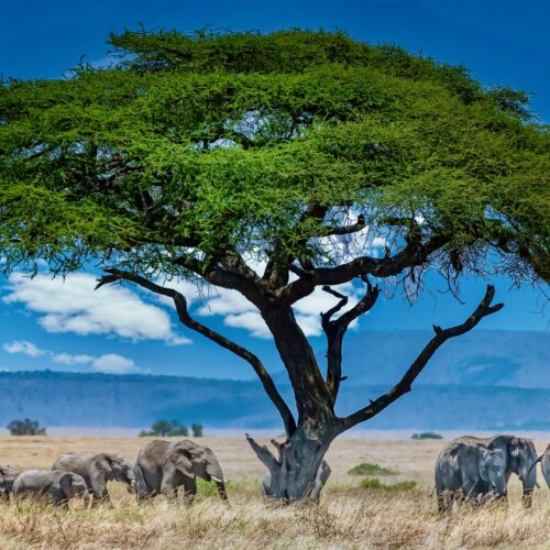 A group of elephants under the big green tree in the wilderness