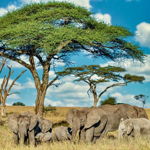 A group of elephants walking on the dry grass in the wilderness